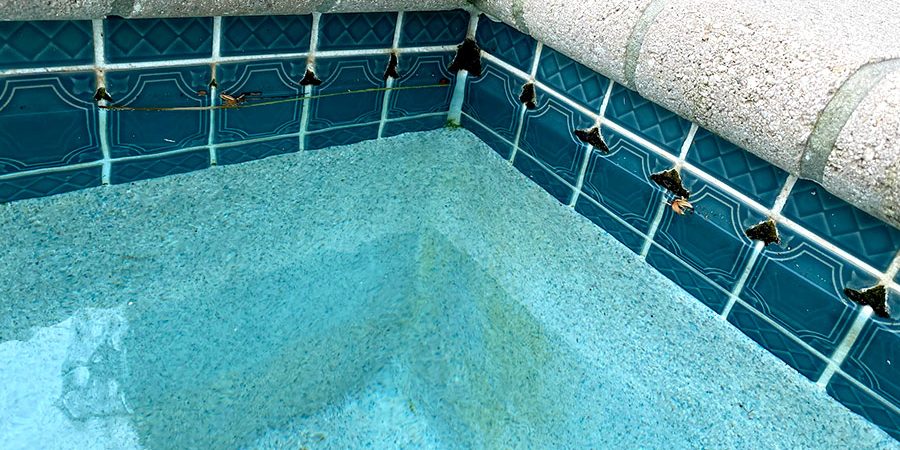 Dealing with Black Algae in Your Pool